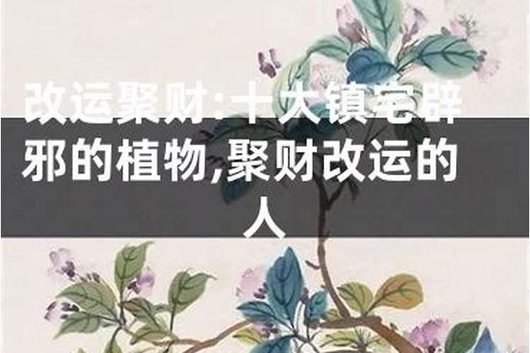 改运的绿植