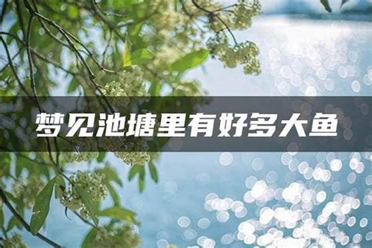 梦见大海水很清澈平静有很多鱼