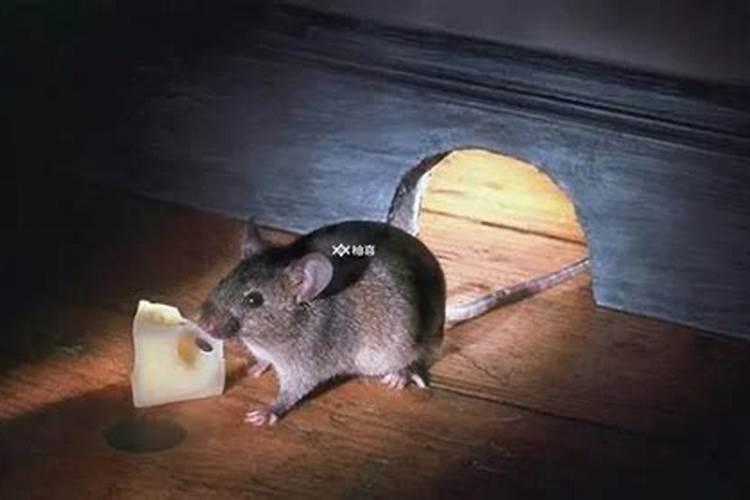 梦到一群老鼠追着自己咬