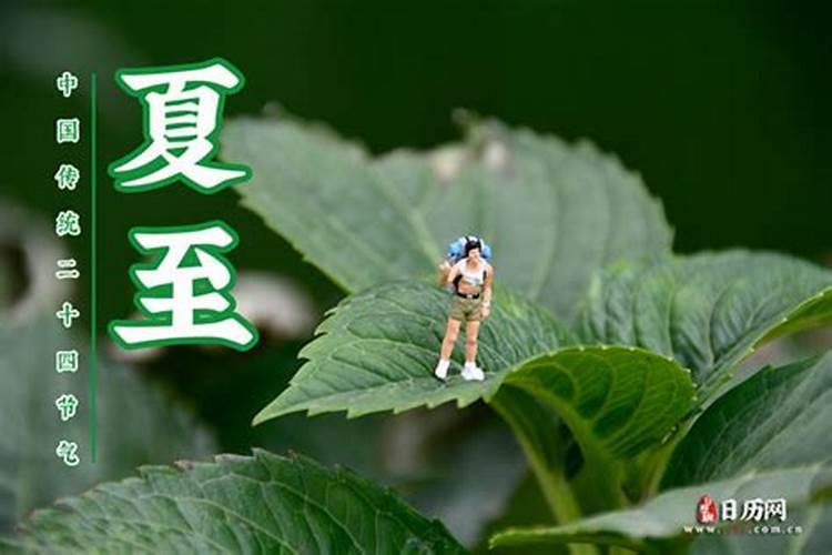 夏至之后的节气有哪些