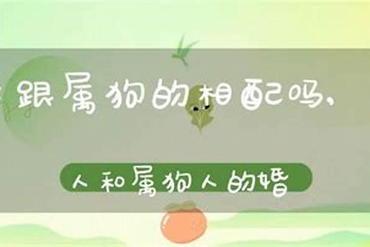 属狗的人婚姻配对是什么意思