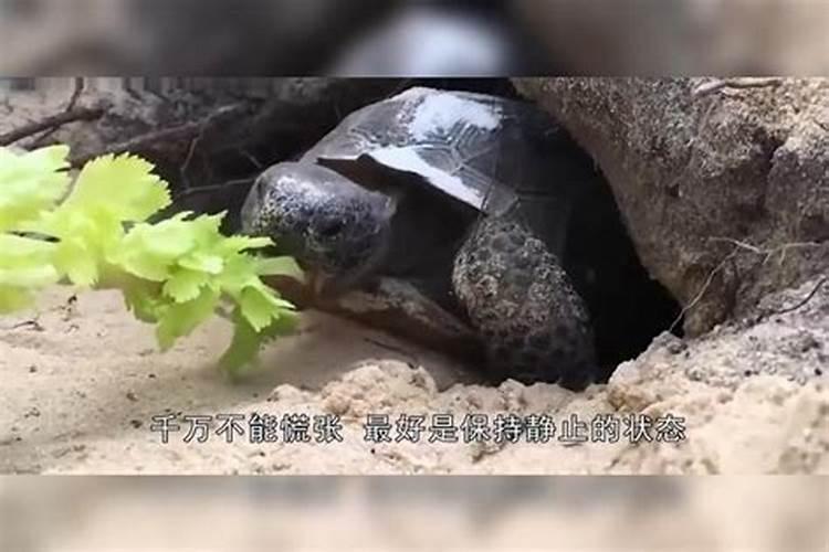 梦见死乌龟被蚂蚁吃