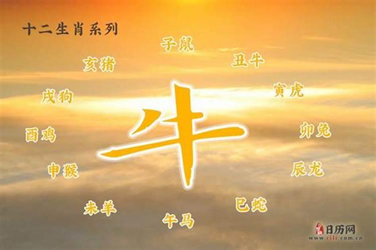 属牛的2019犯什么太岁呢