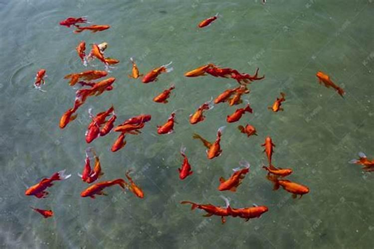 梦到河里好多红色的鱼,还是活的
