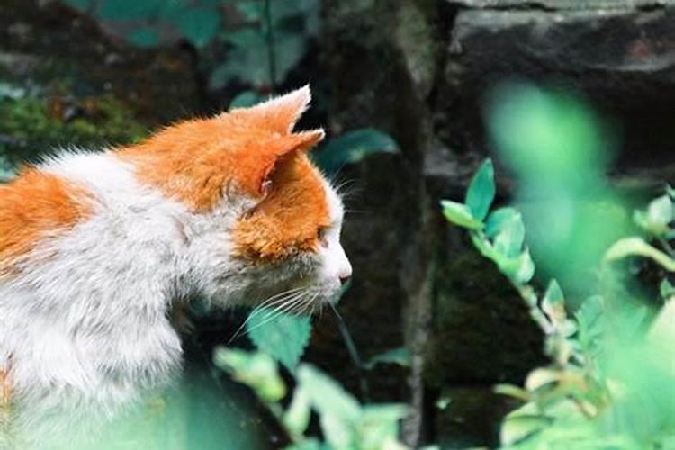 梦见猫和大雨