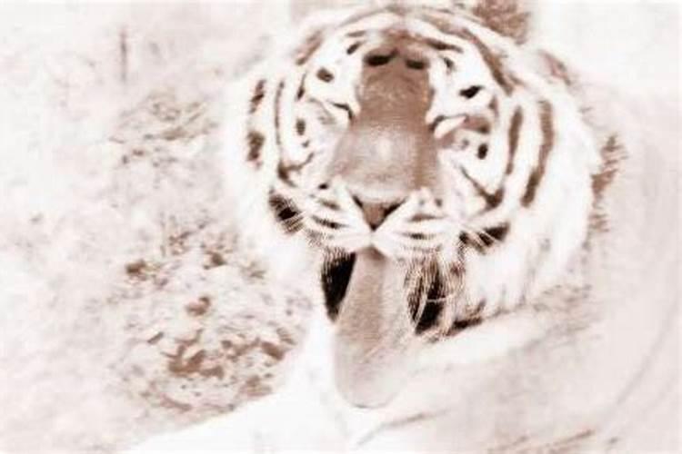 昨晚梦见一只老虎想吃我