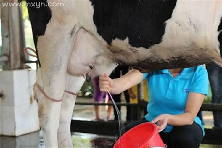 孕妇梦见奶牛挤奶是什么意思