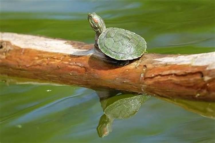 做梦梦见绿色的乌龟是什么意思