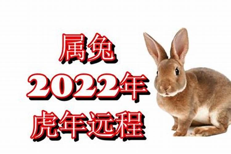 属兔2022年虎年运势