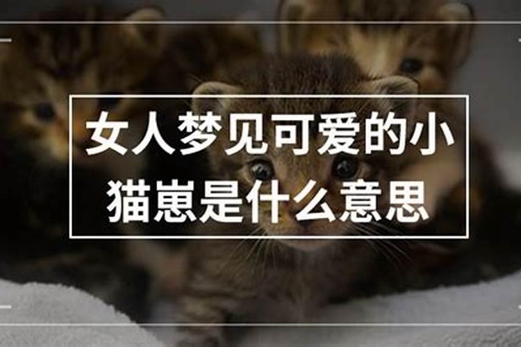 梦见可爱的猫咪像小孩一样