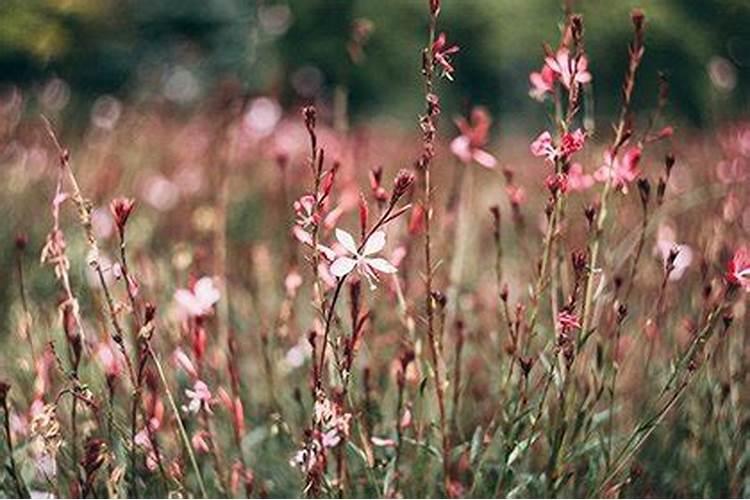 1970年鬼节出生