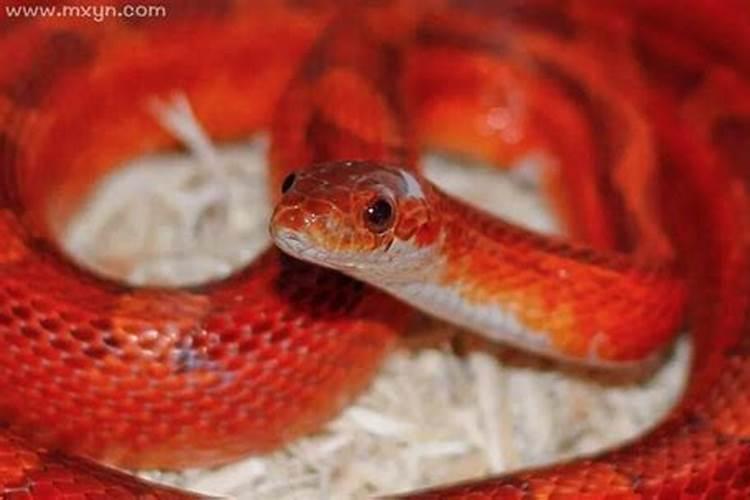 梦见好多大的红色的蛇