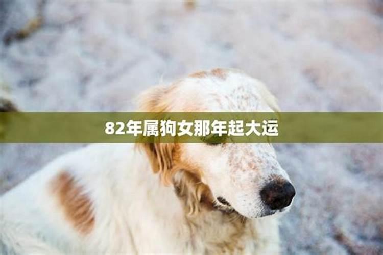 6月狗女一生运势