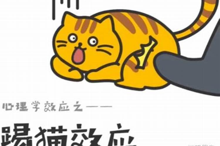 梦见把猫从楼上扔下去