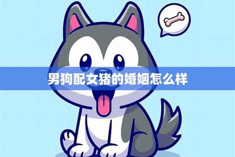 男狗女猪八字合吗