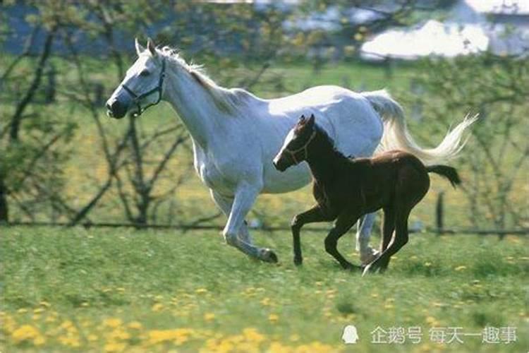 属马的男人性格特点