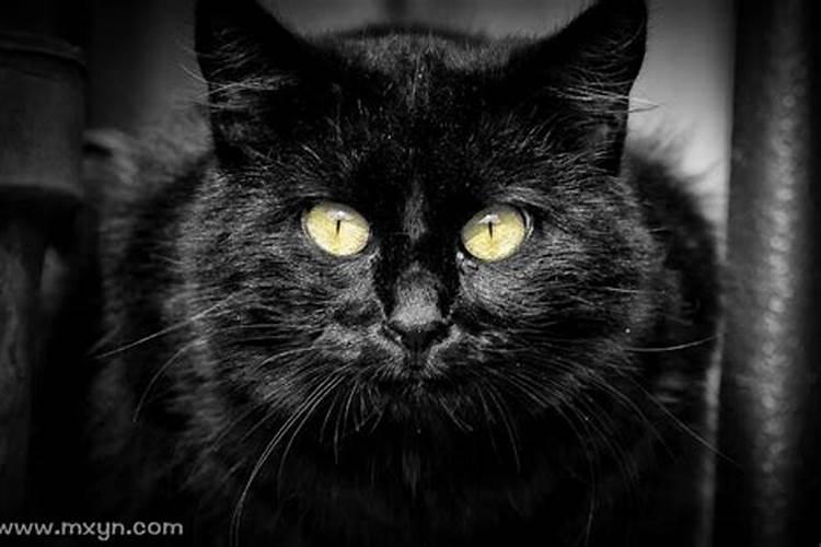 梦见黑猫扑向自己是什么预兆