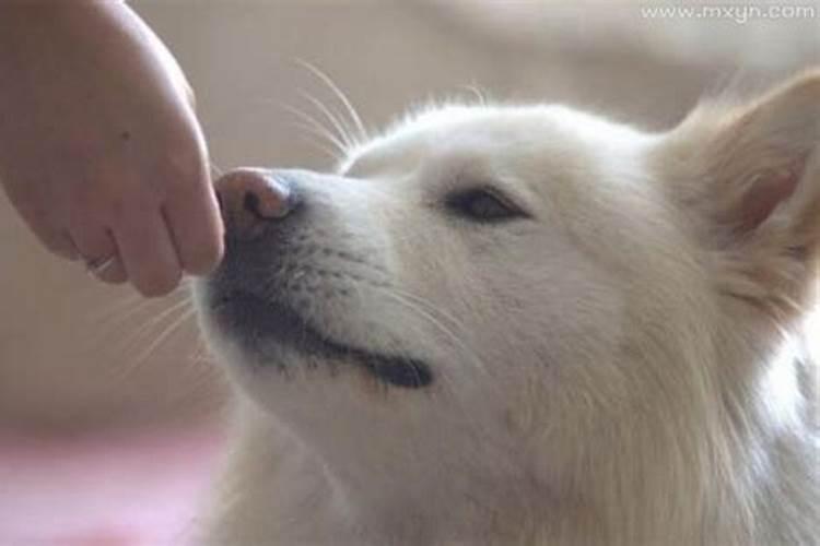 梦见怀孕狗咬自己