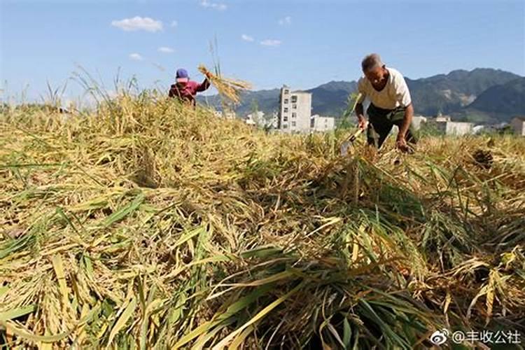 每年农历立秋日为中国农民丰收节