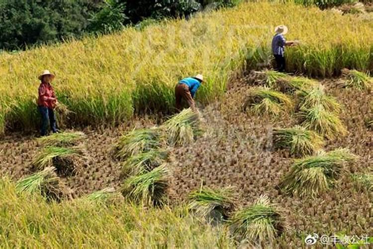 每年农历立秋日为中国农民丰收节