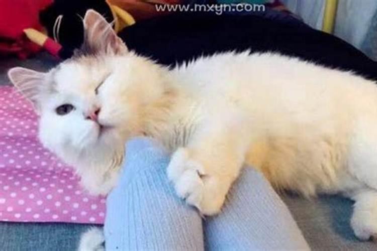 梦见白猫咬了自己的脚是什么意思