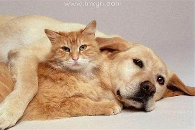 梦见猫和狗是什么预兆梦见狗在家门口