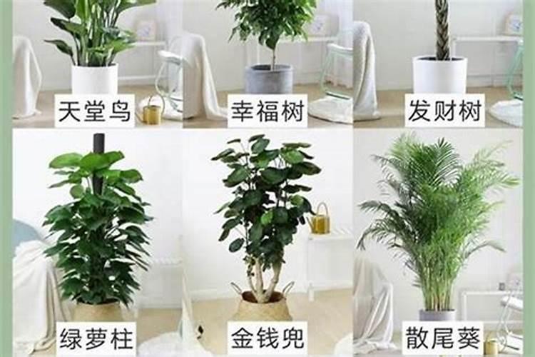 八字不合养植物