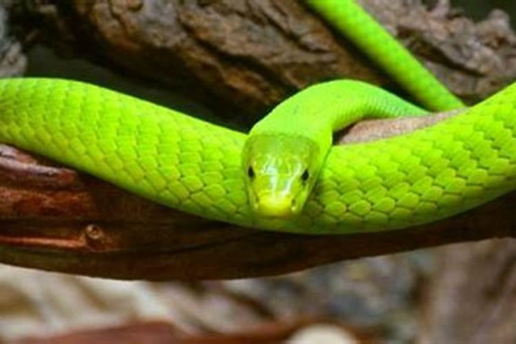 做梦梦到绿色的蛇是什么意思