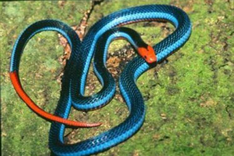梦见三条不同颜色的蛇是什么预兆