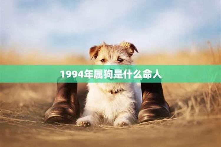 1994年的属狗的是什么命