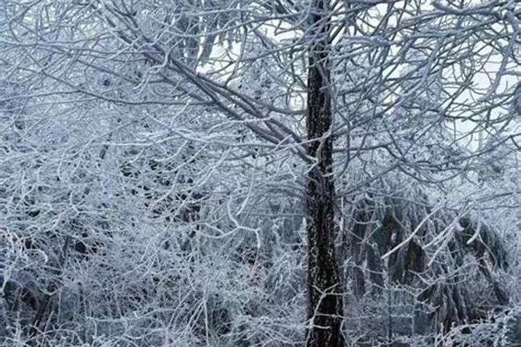 梦见大片大片的雪花落下