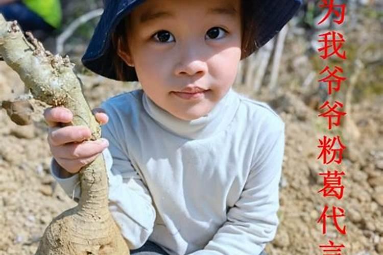 正月初五去哪里挖葛根粉