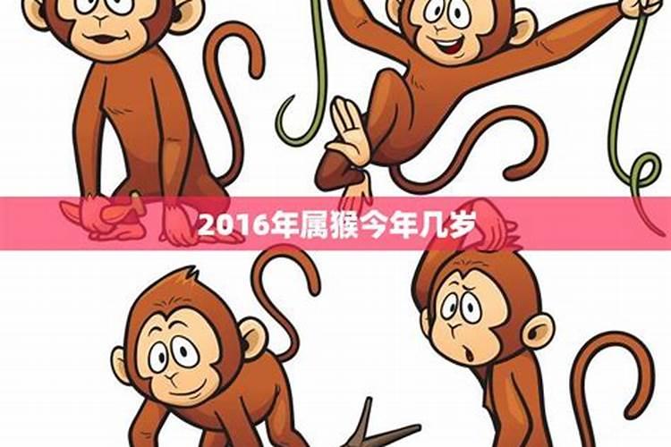 2016年属猴的今年几周岁