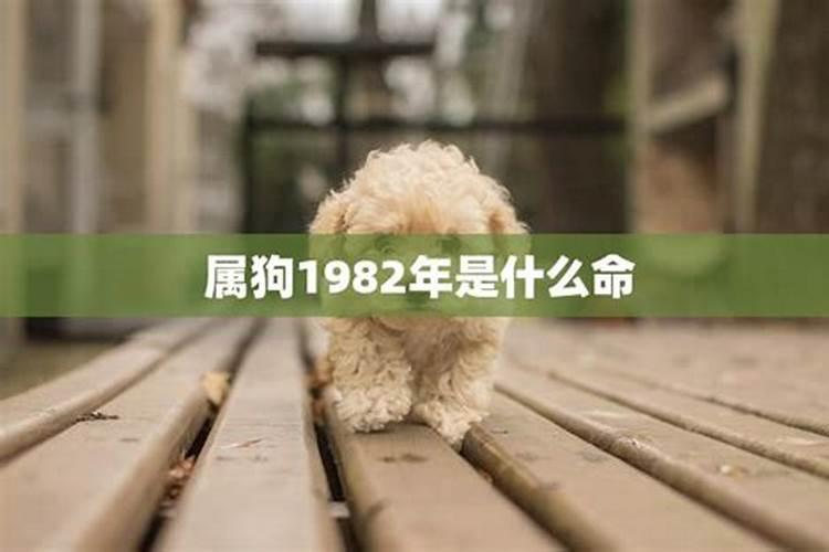 1982年属狗人命运与灾难