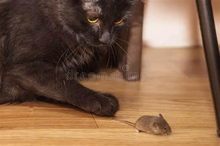 梦见家里有老鼠被猫捉住了