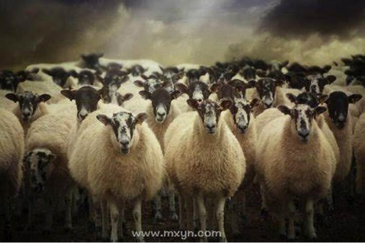 梦到羊群是什么意思