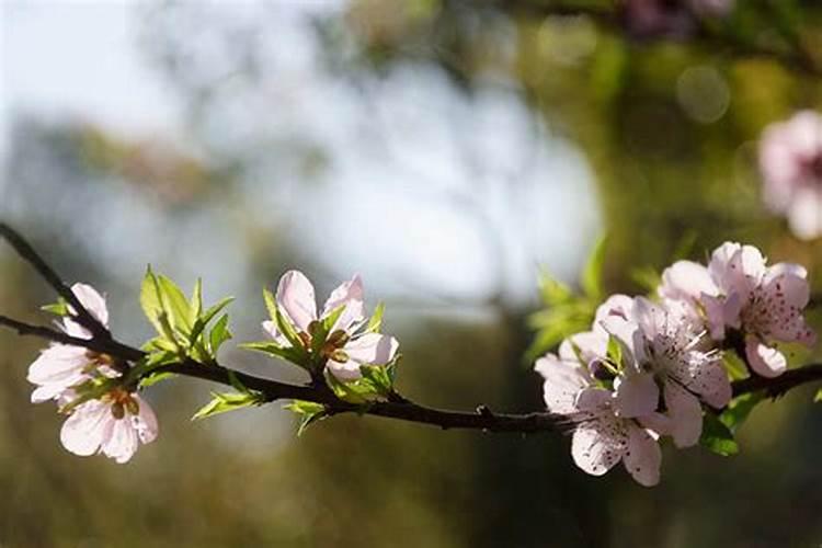 招桃花和旺桃花分别什么意思