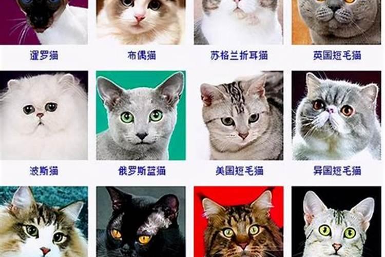 什么生肖不易养猫