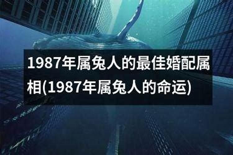 1987年属兔婚配表