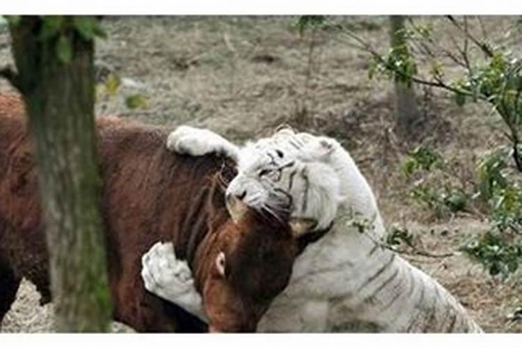 梦见乱刀砍死人什么预兆解梦