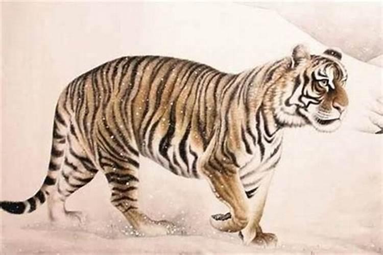 1962年出生的属虎的是什么命