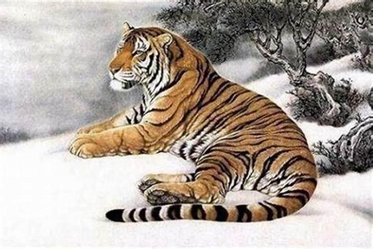 1962年出生的属虎的是什么命