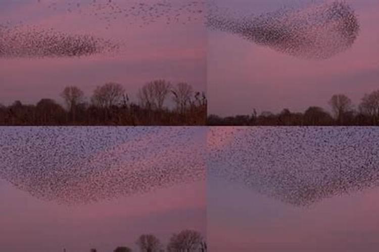 梦见成千上万的鸟在飞