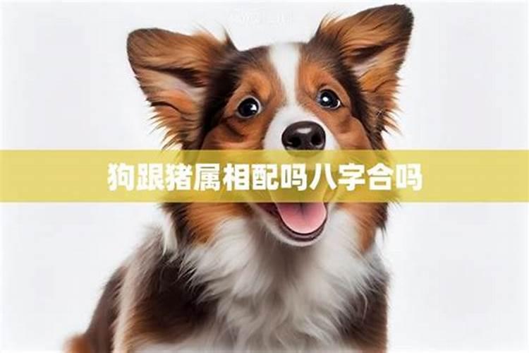 狗猪八字合不合财