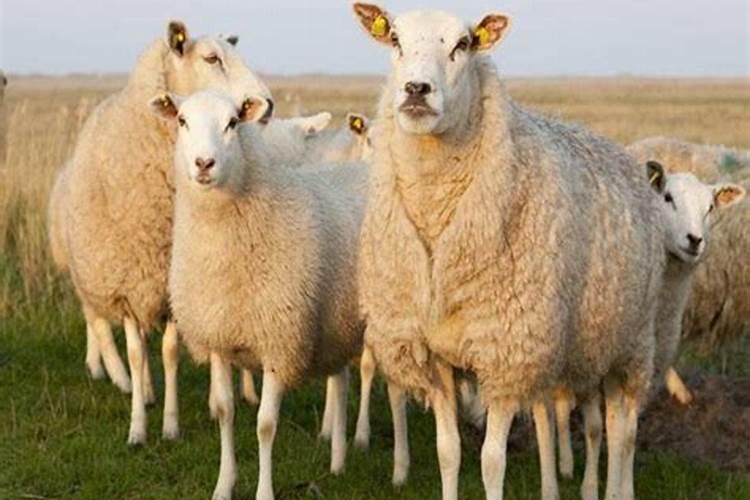 属羊2021年的贵人是什么生肖