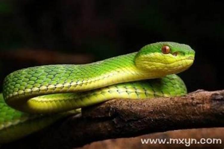 梦见绿色的蛇是什么预兆