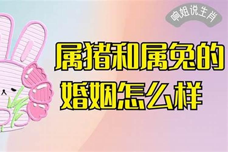 属猪和属兔的婚姻怎么样相克吗