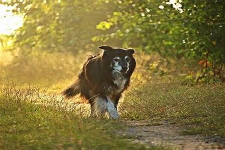 男士犯太岁佩戴什么好属蛇的