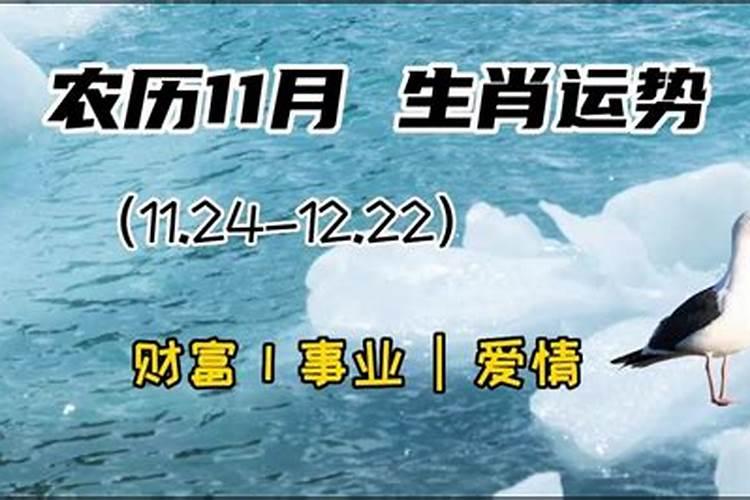 11月的属相运程2023年运势