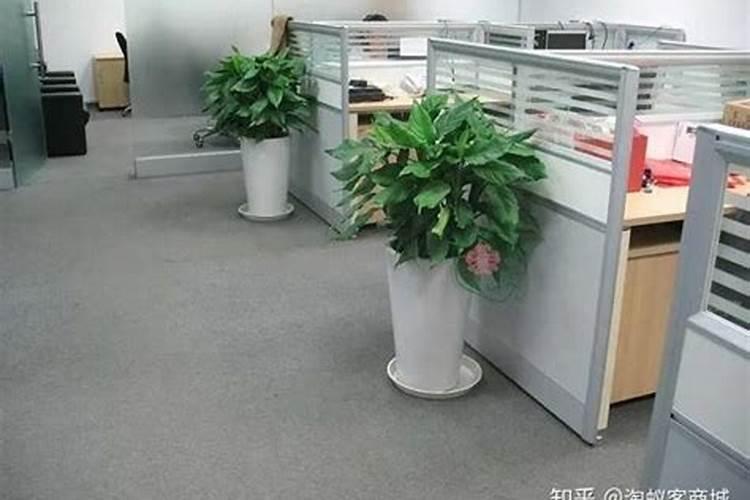 办公室放什么植物转运